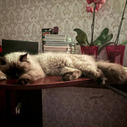 баннихоп_котик