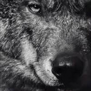 WolfGames avatarı