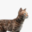 CATDOOM-///