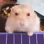 yuriboechat