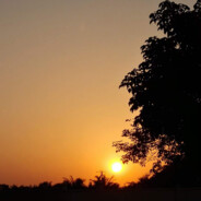 爱吃橘子的英短