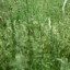 weed grass