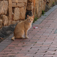 神靜月(月里YURI)