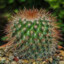 CactusHairs