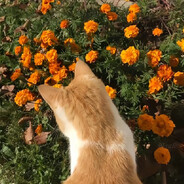 歌会走调但哥不会走掉