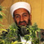 Osama muss anbauen