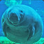 The Impeccable Dugong