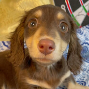 Happypuppy(好心态版)