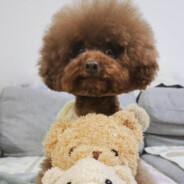 不会玩AK的小狗