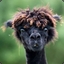 Furry Alpaca