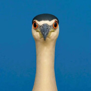 夜鹭（检疫禽流感）