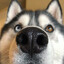 I_boop_ur_nose