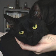 电子羊会梦到仿生蝴蝶