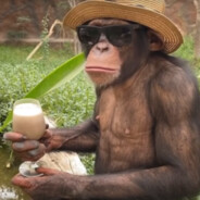 Pimp Chimpin