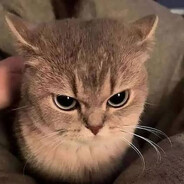 herbata