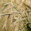 Mob Barley