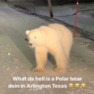 A polar bear in arlington texas