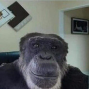 Пьяная обезьяна