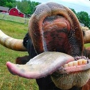 КоровьеБешенство