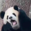 PandaXW
