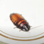 Number 12 COCKroach