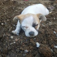 乀愿为君卿采帝萱