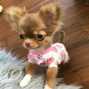 Шпингалетка