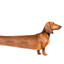 Longdog