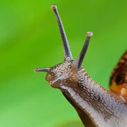 bananasalamander