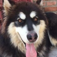 L狗的赌狗生涯DDDD