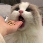 小美的超级蛋挞