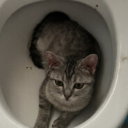 翻斗花园重炮手胡图图