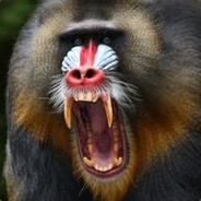 Angry Baboon