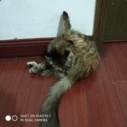 我应该是一阵风