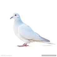 有被害妄想症的鸽子