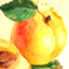 Callipygian Apricot