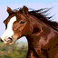Well, there is a horse here.