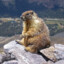 Marmot Wrangler
