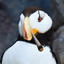 Puffin