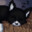 Sir Meowsalot