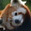 ZooRED PANDA