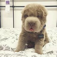 凭本事送分为什么要赢