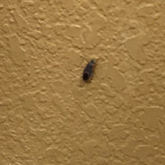 porn bug