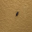 porn bug
