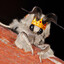 King Moth