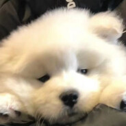 近身对枪请出示健康码