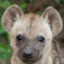 JunoTheHyena