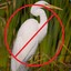 NoEgrets