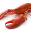 mati lobster