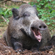 ◄★► DzikiDzik◄★►